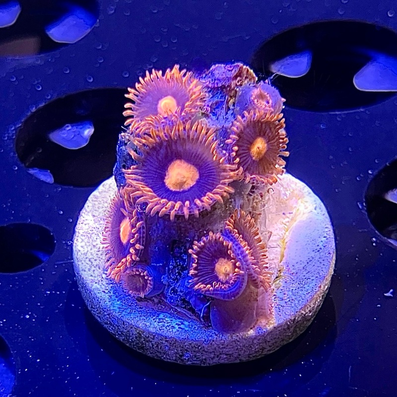 WYSIWYG - My Clementine Zoa