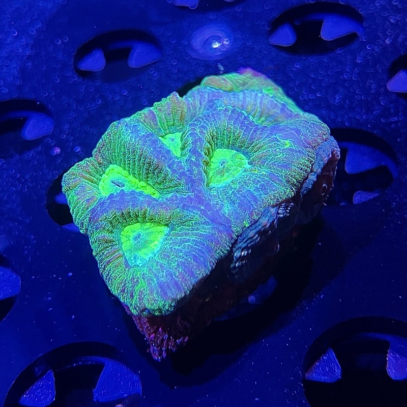WYSIWYG - Neon Green Goniastrea