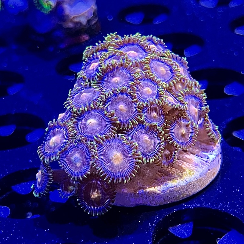 WYSIWYG - Nirvana "Type" Zoa