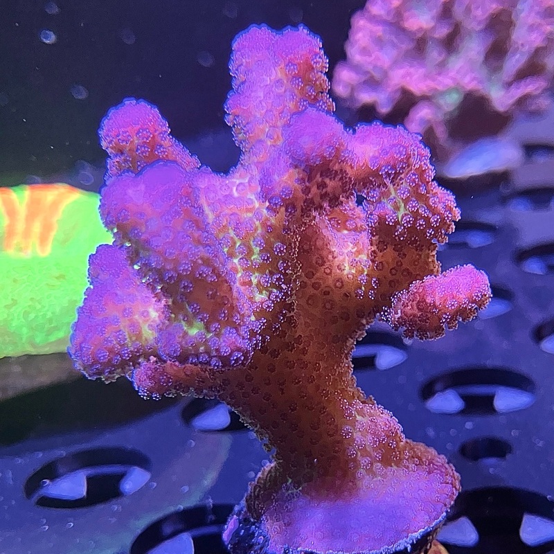 WYSIWYG - ORA Pink Stylophora