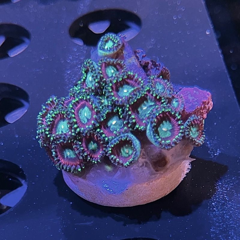 WYSIWYG - Purple Green Ring Zoa