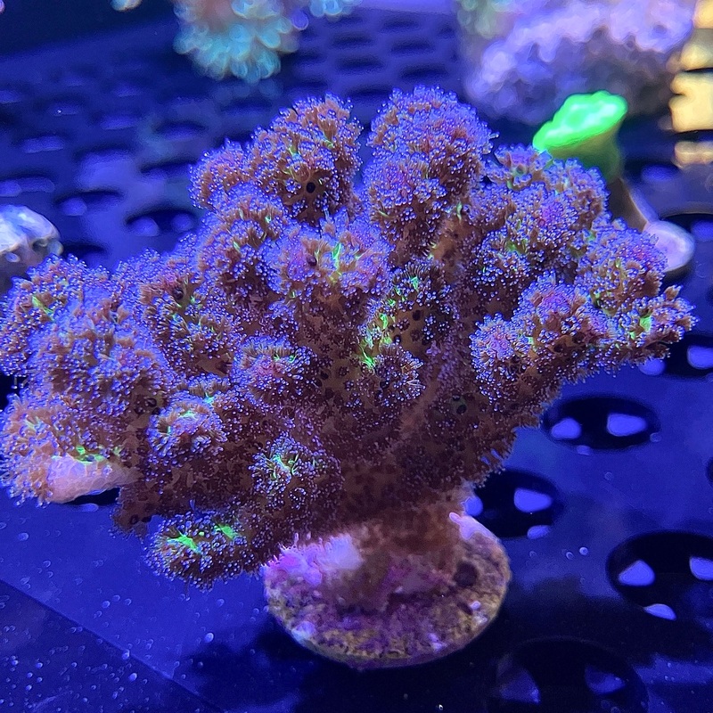 WYSIWYG - Purple Pocillopora