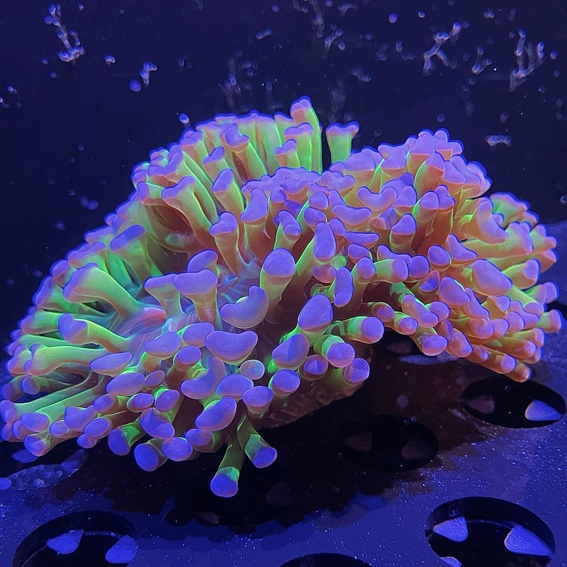 WYSIWYG - Purple Tip Wall Hammer