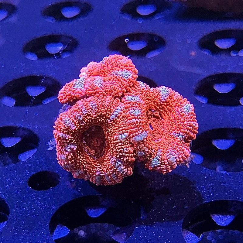 WYSIWYG - Red "Acan" Frag