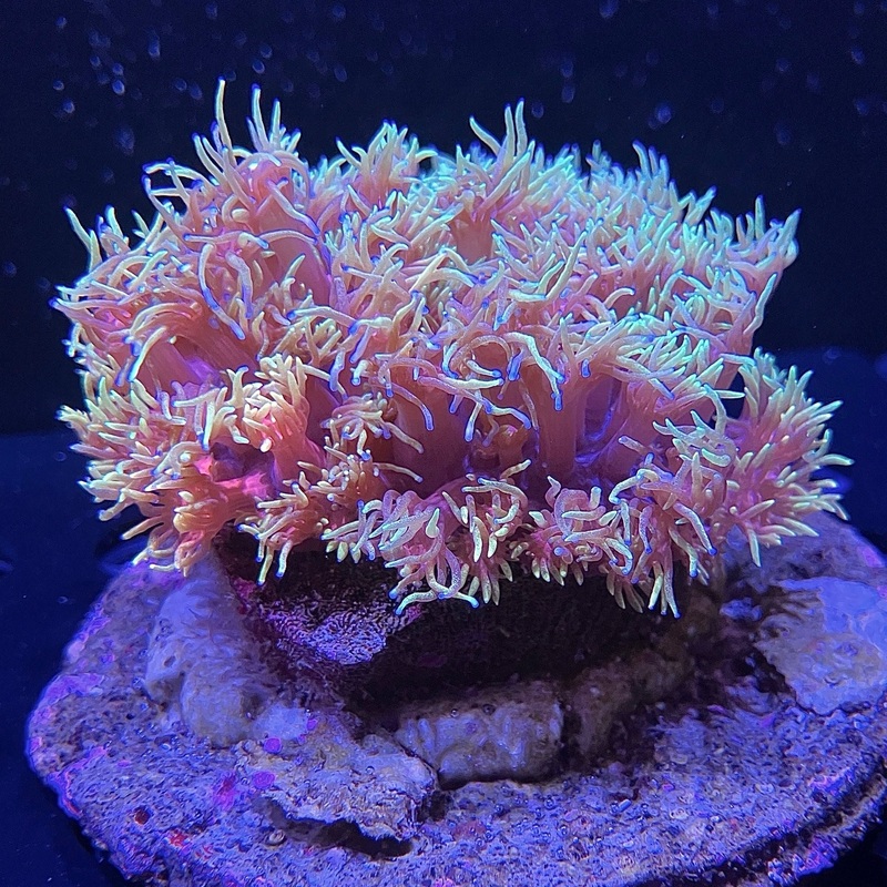 WYSIWYG - Red/Green Goniopora