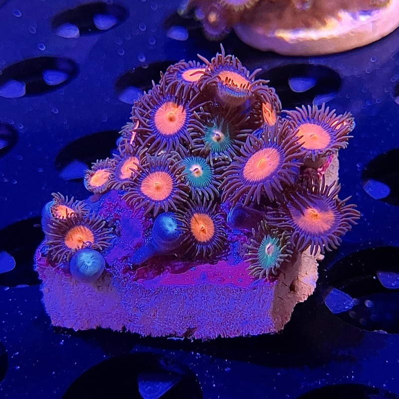 WYSIWYG - Red/Green Mixed Zoa Frag