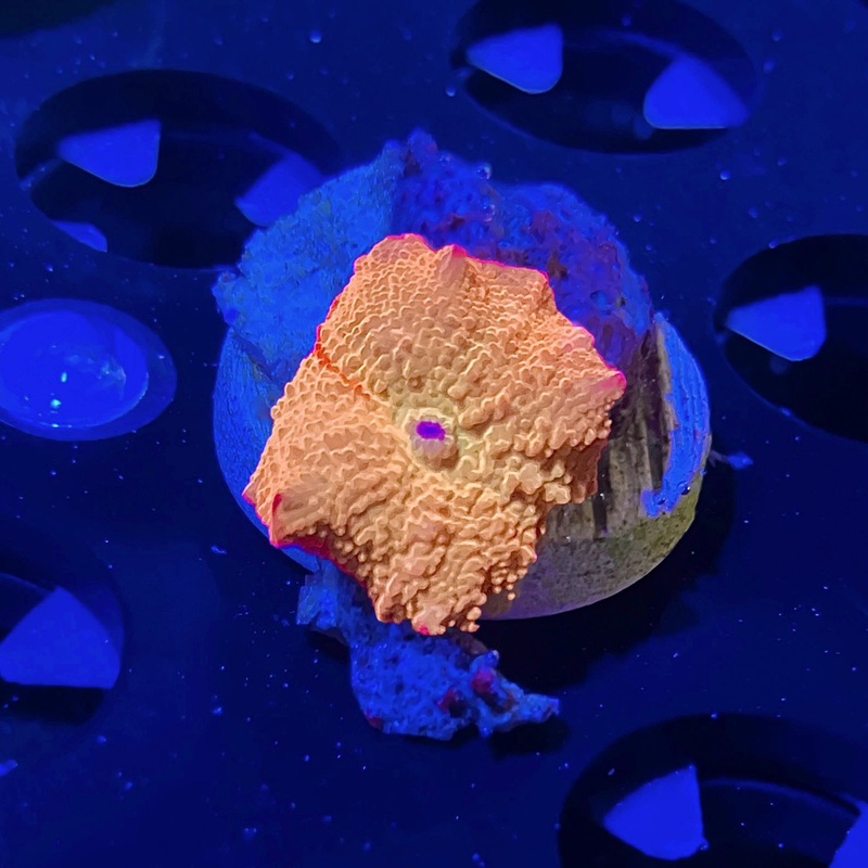 WYSIWYG - Sm. Jawbreaker Mushroom | 2 Color