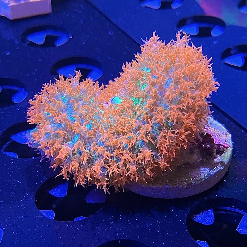 WYSIWYG - St. Thomas Mushroom #1