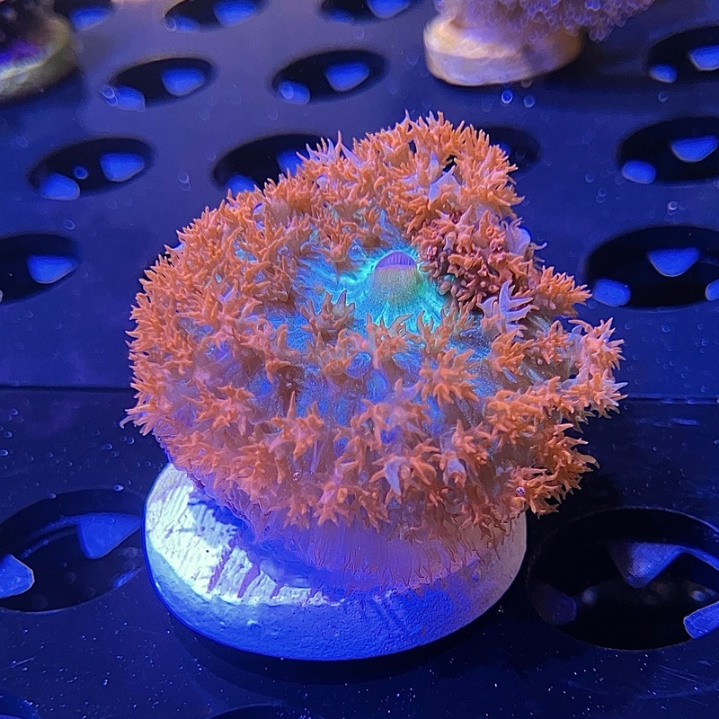 WYSIWYG - St. Thomas Mushroom #2