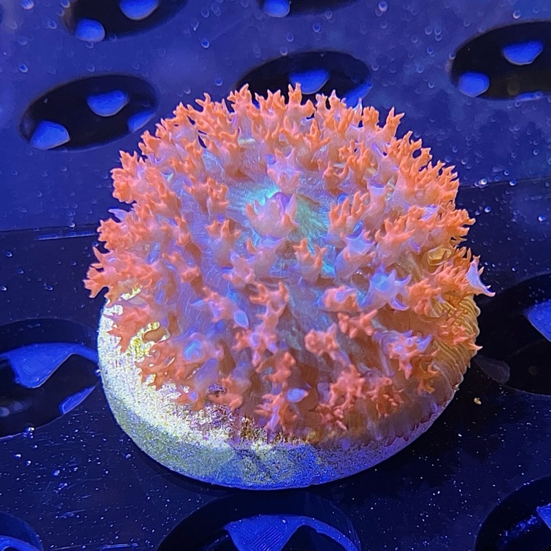 WYSIWYG - St. Thomas Mushroom #3