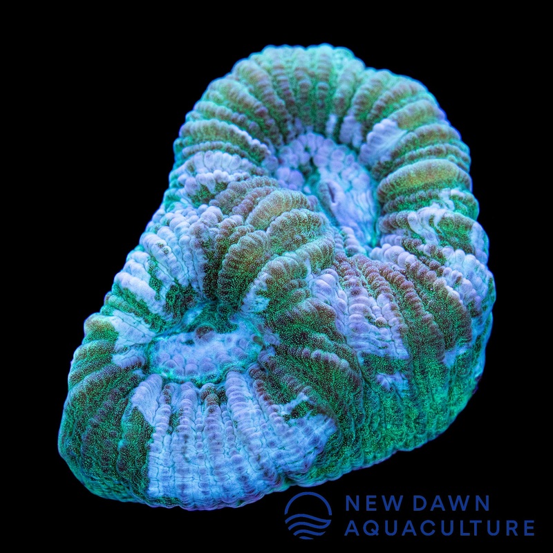 Baby Blue Splatter Dipsastraea