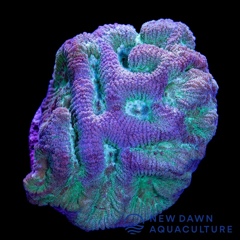 Blue Maze Paragoniastrea