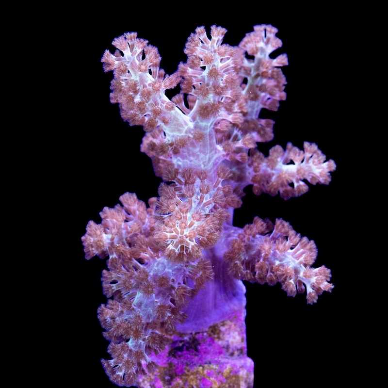 Blue Nephthea