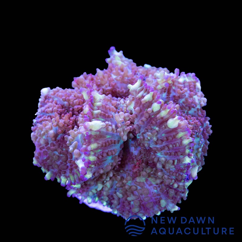 DaVinci Rhodactis