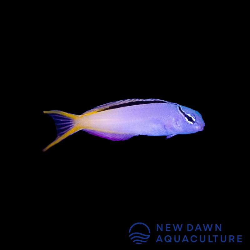 Forktail Blenny