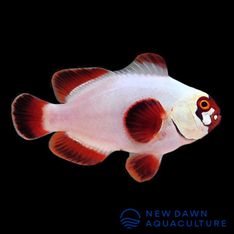 Gold Nugget Maroon Clownfish