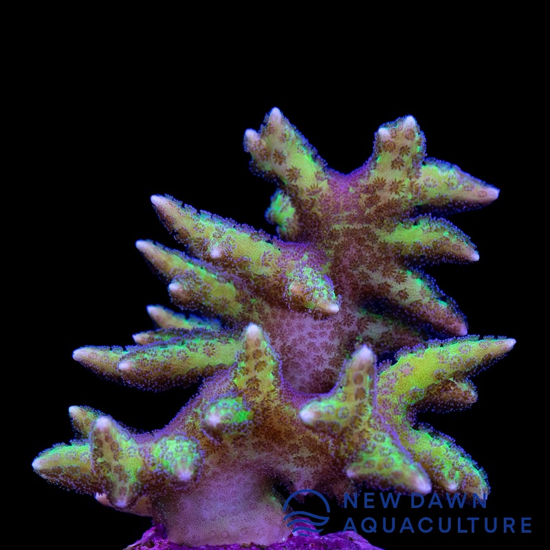 Green Hystrix Bird's Nest