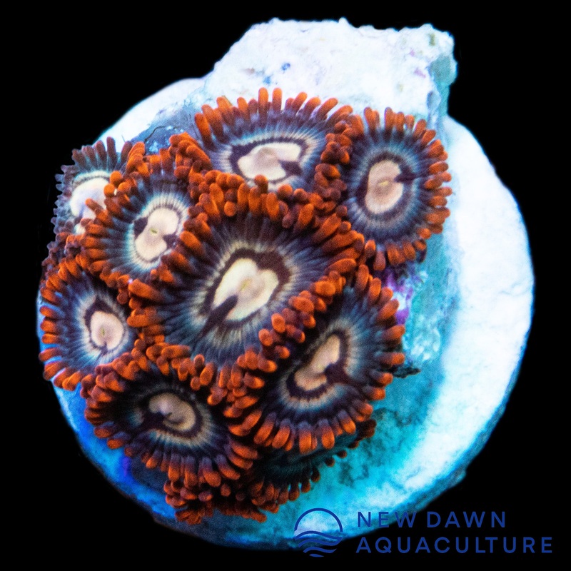 Horizon Zoanthids