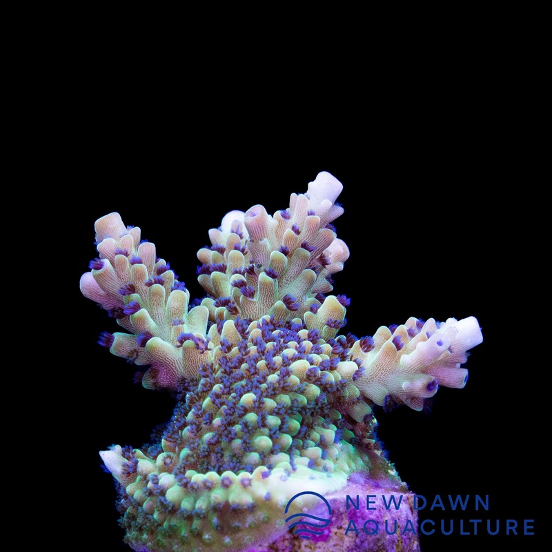 Limeade Nasuta