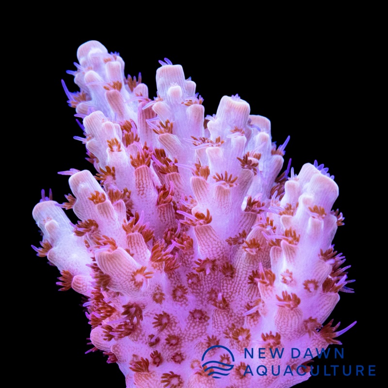 Maleficent Acropora