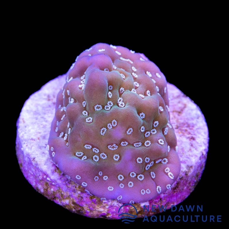 Montipora Undata