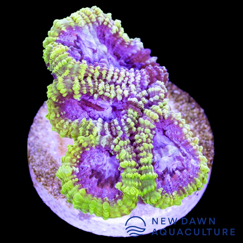 Neon Blush Dipsastraea