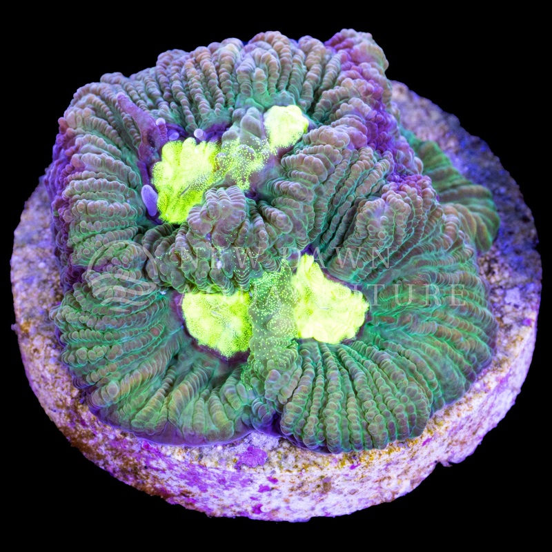 Neon Eyes Coelastrea