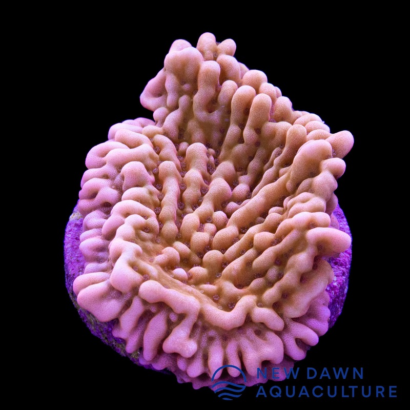 Orange Plating Montipora