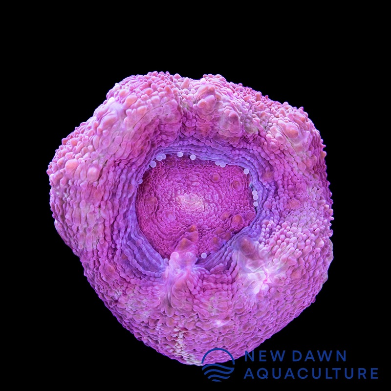 Pink Bowerbanki