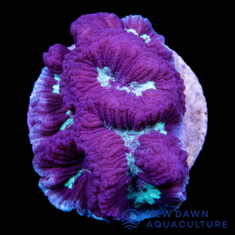 Purple Platygyra