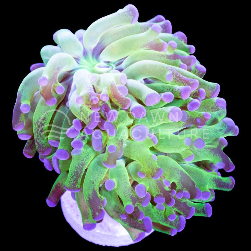 Purple Tip Branching Frogspawn