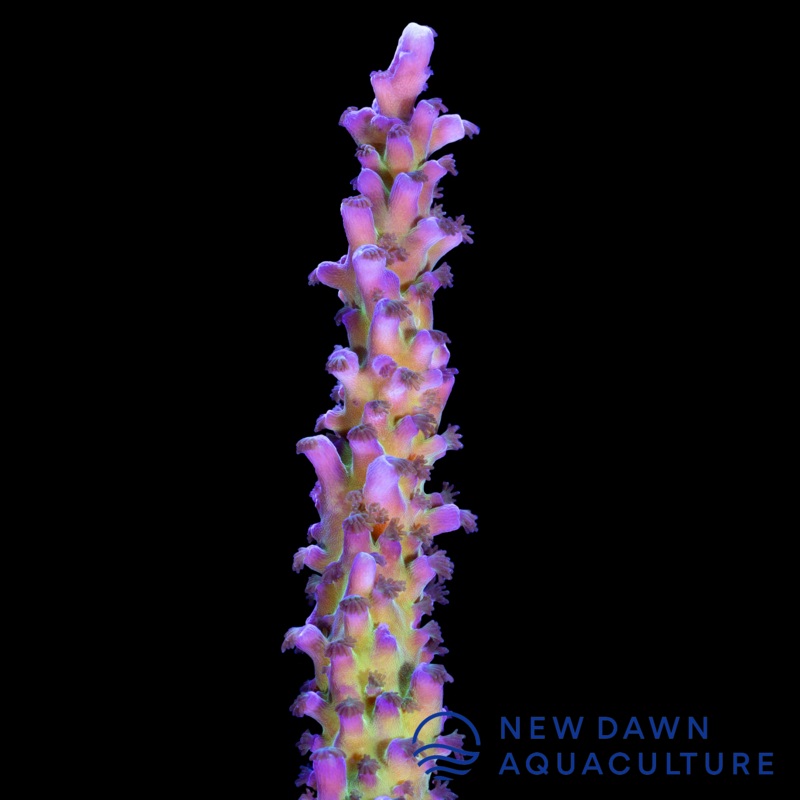 Purple Tort Acropora