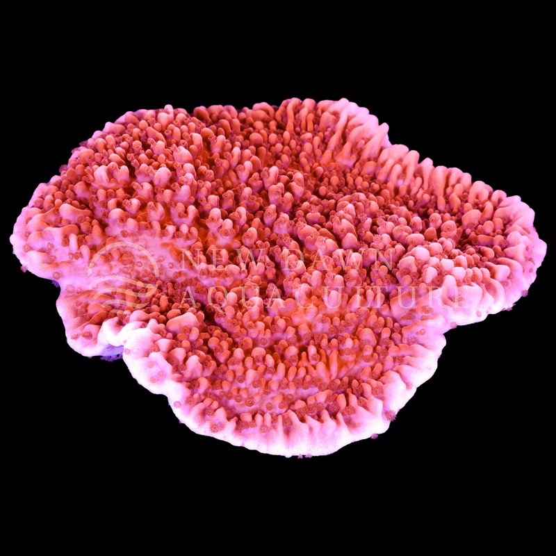 Red Montipora Capricornis