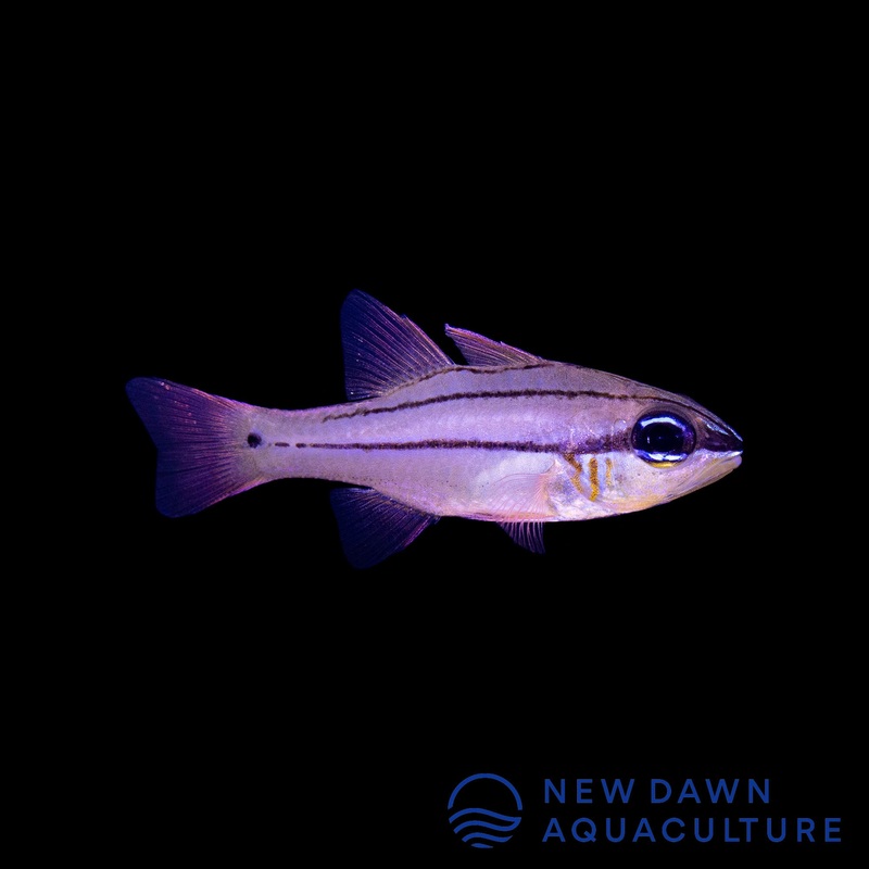 Seales Cardinalfish