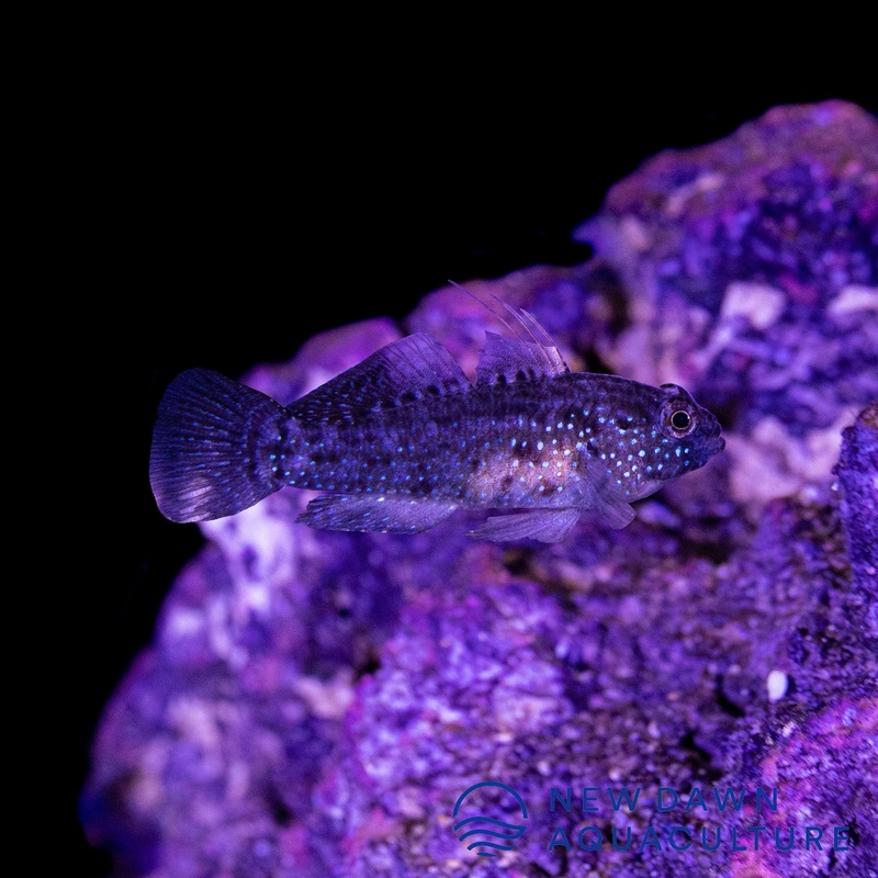 Starry Goby