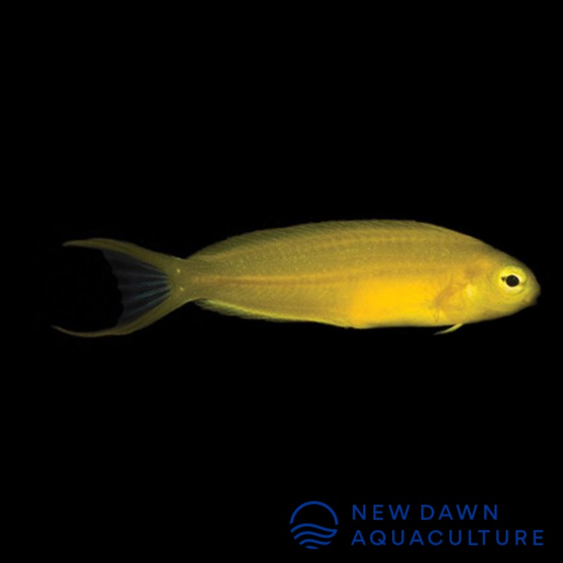 Canary Blenny