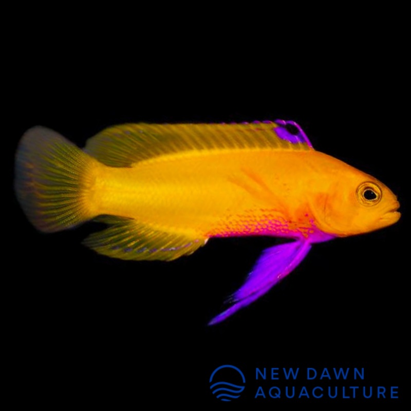 Golden Basslet