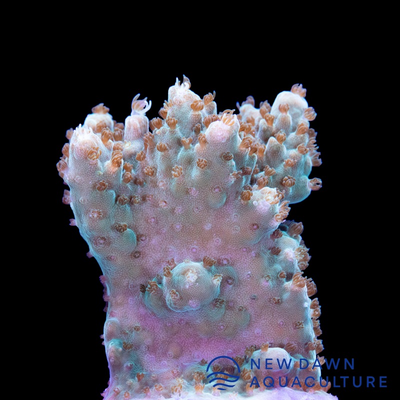 Green Plating Acropora Efflorescens