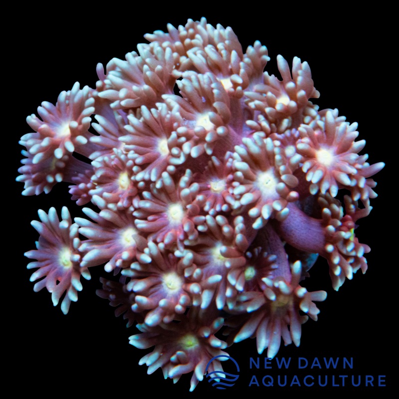 Light Red Goniopora
