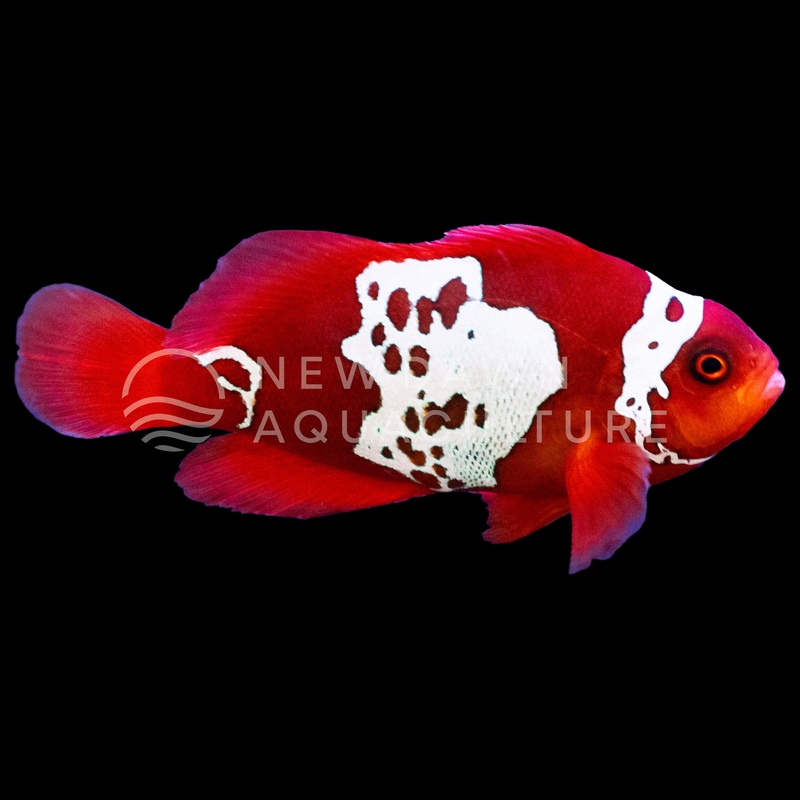 Lightning Maroon Clownfish