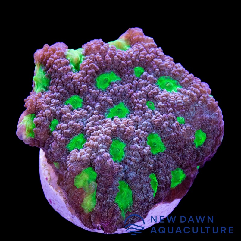 Neon Green Eye Favites