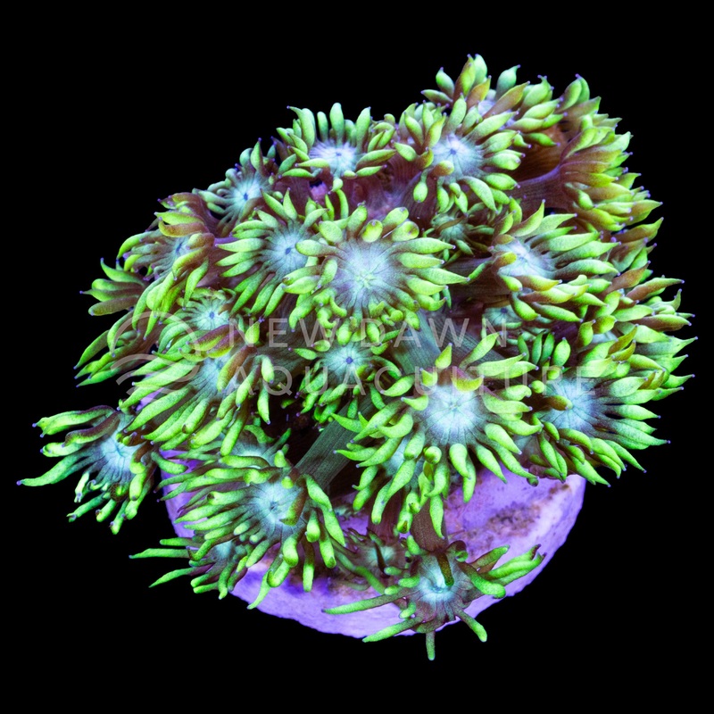 Neon Green Goniopora