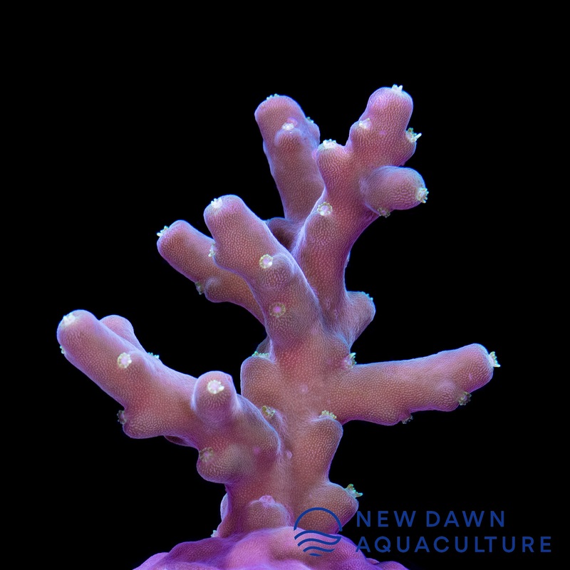 Nightlights Acropora