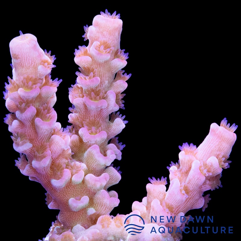 Pink Acropora Tenuis
