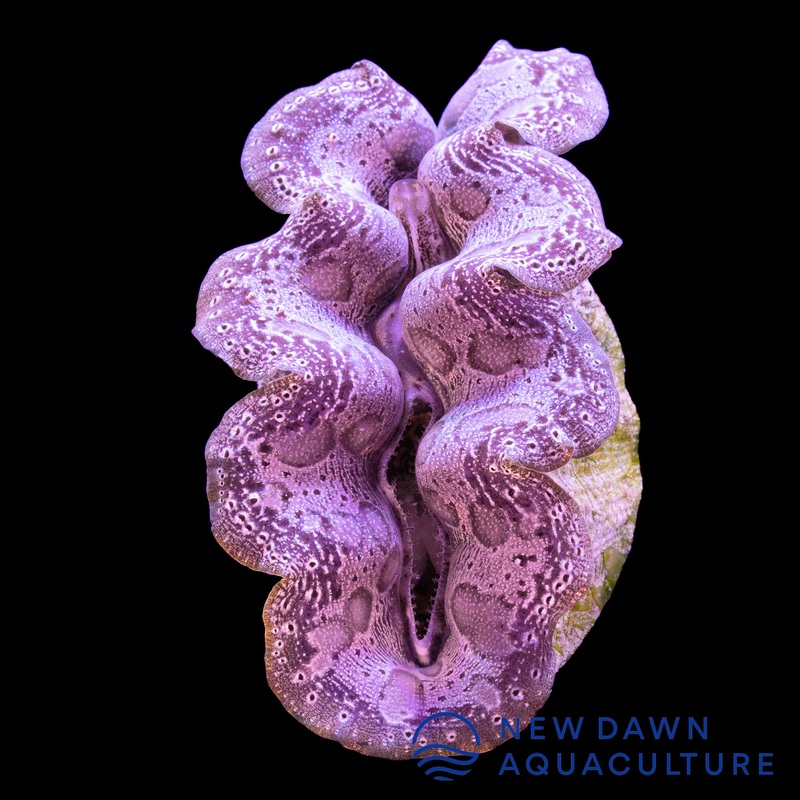 Pink Crocea Clam
