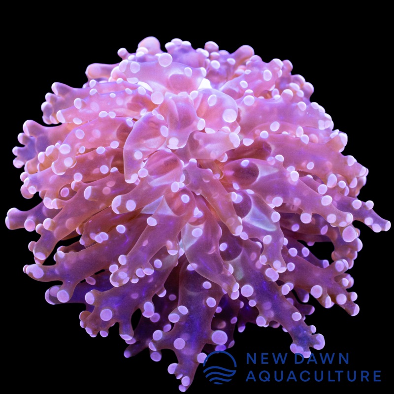 Pink Frogspawn