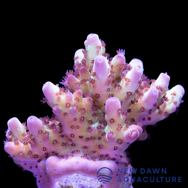 Pink Jade Acropora