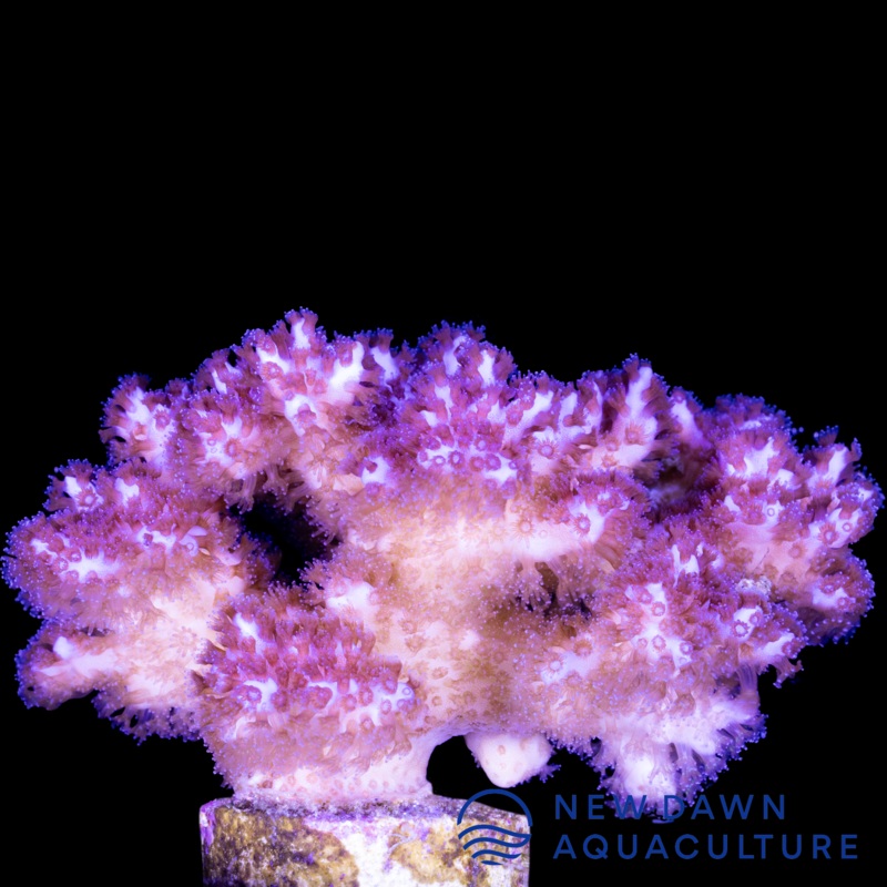 Pocillopora Damicornis