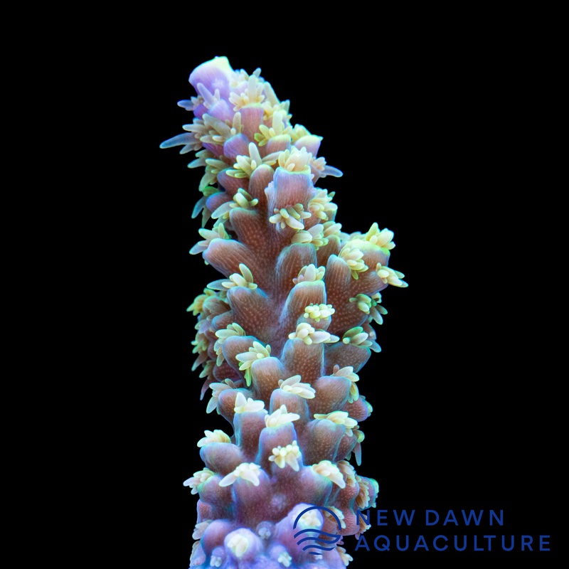 Seagrass Acropora