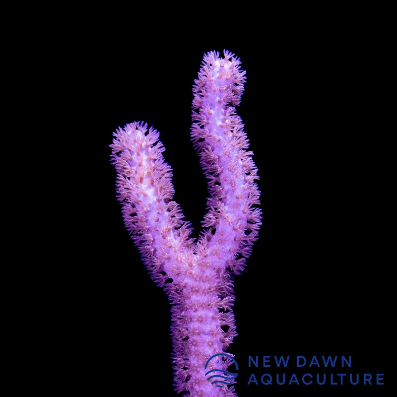 Slit Pore Sea Rod